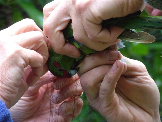 kakariki small jpeg.JPG